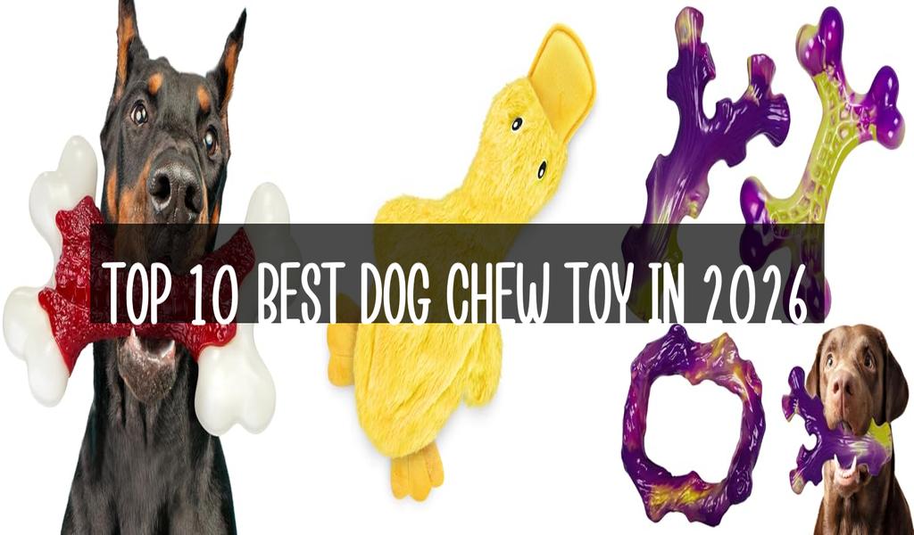 Top 10 Best Dog Chew Toy in 2026