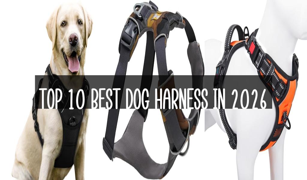 Top 10 Best Dog Harness in 2026
